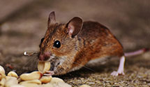 24 Hour & Emergency Exterminators in Blue Creek, OH